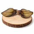 Oreille de boeuf