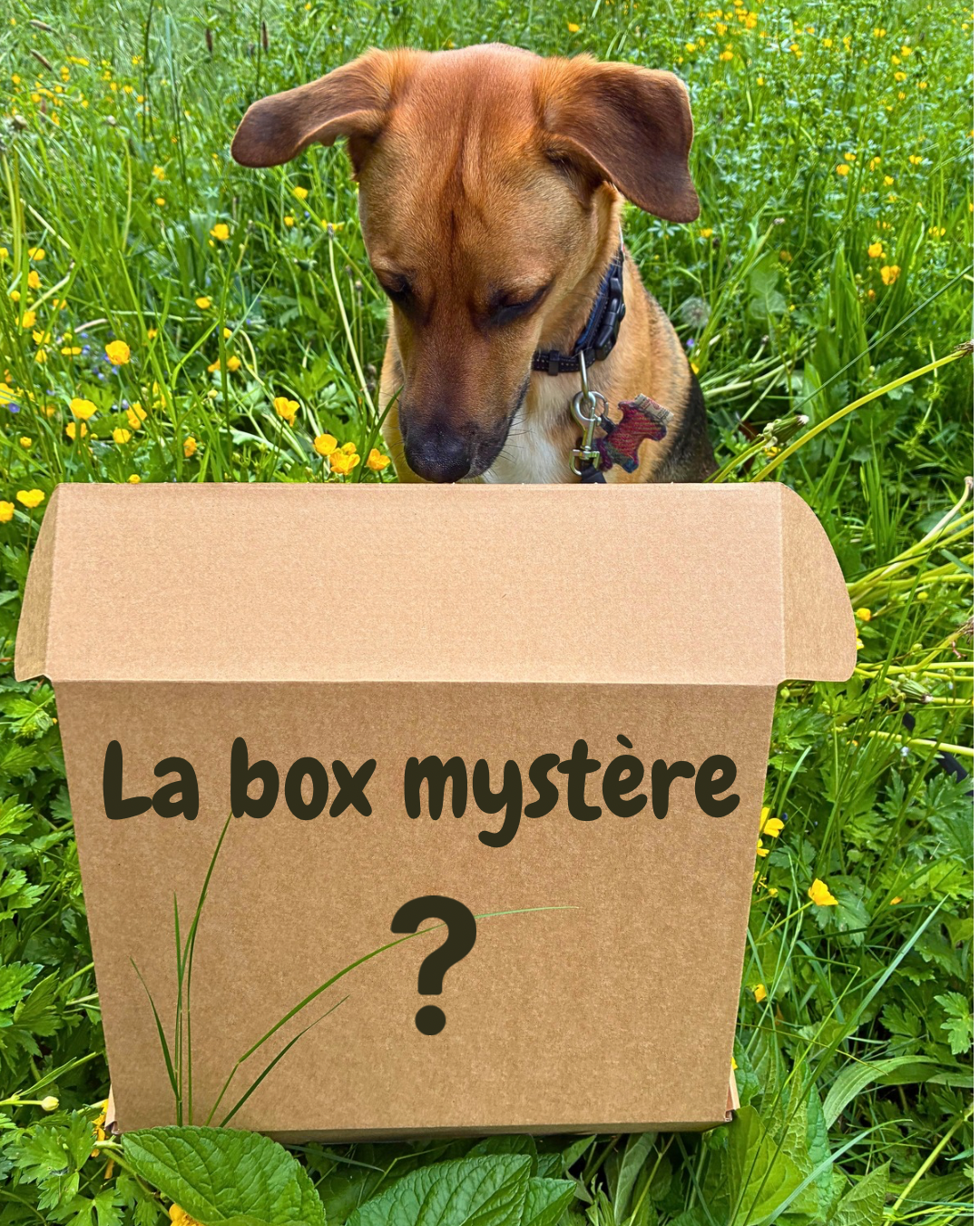 La box mystère